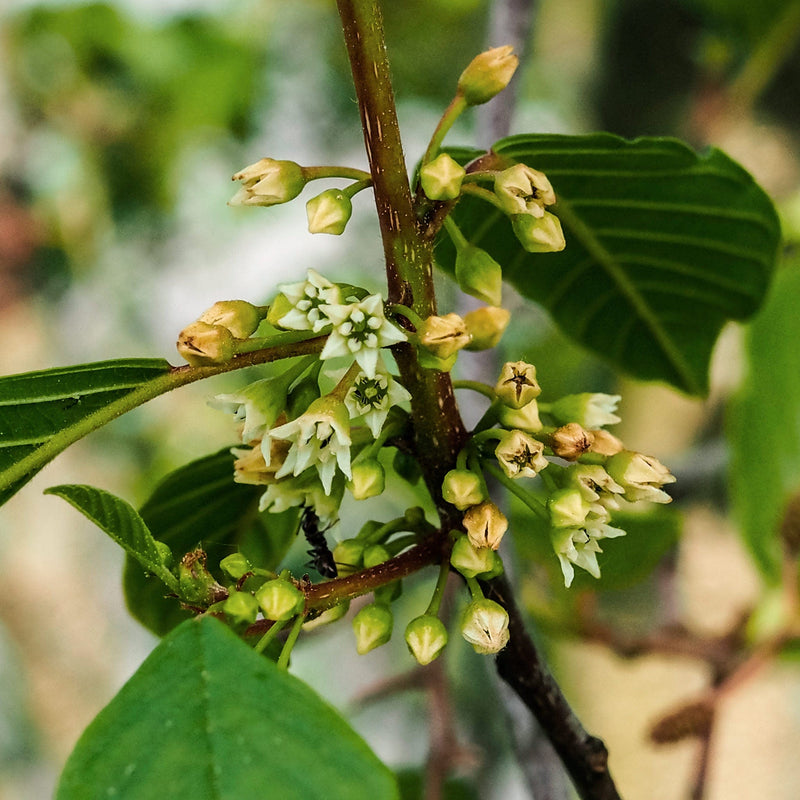 Bloei van Sporkehout, kleine witte bloemetjes in de oksels van bladeren