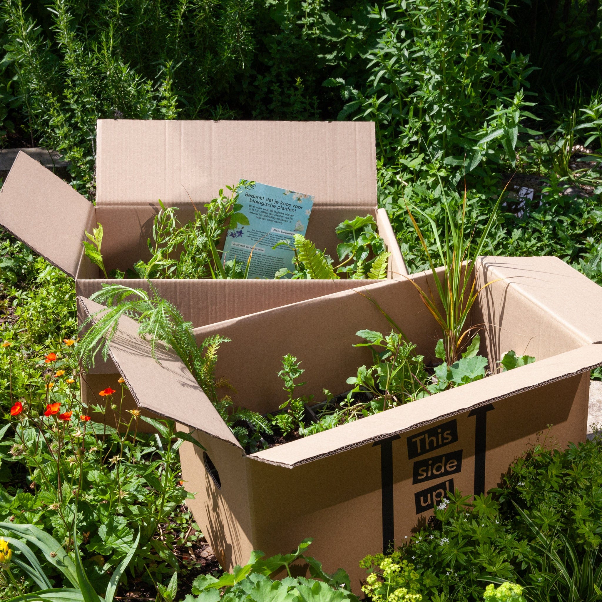 Borderpakket PaarsOranje Biologische planten + beplantingsplan