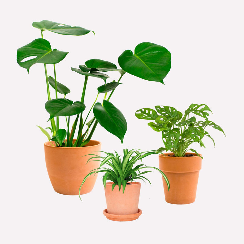 Plantenpakket in frisgroen