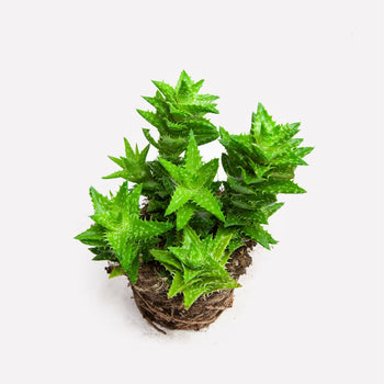 Tijgertand Aloë BIO Tijgertand Aloë BIO