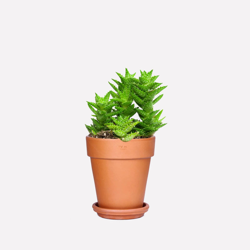 Tijgertand Aloë BIO