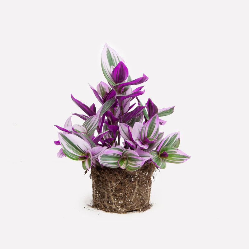 Tradescantia bio zonder pot