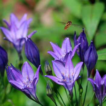 Triteleia Corrina Triteleia Corrina