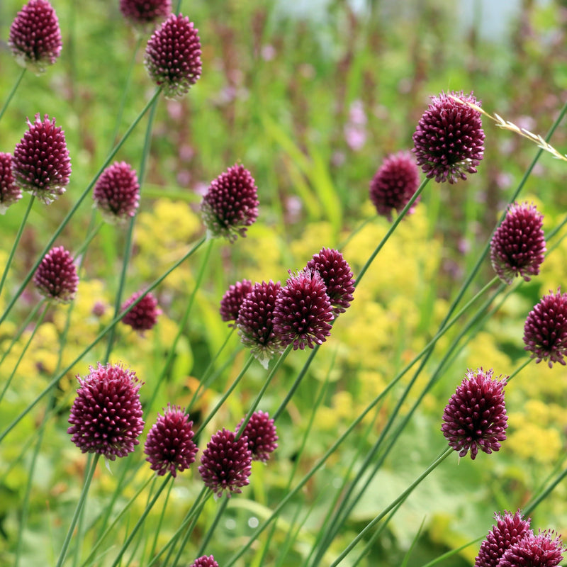 Biologische kogellook, ook wel bekend als trommelstokje met paarse bloemen.