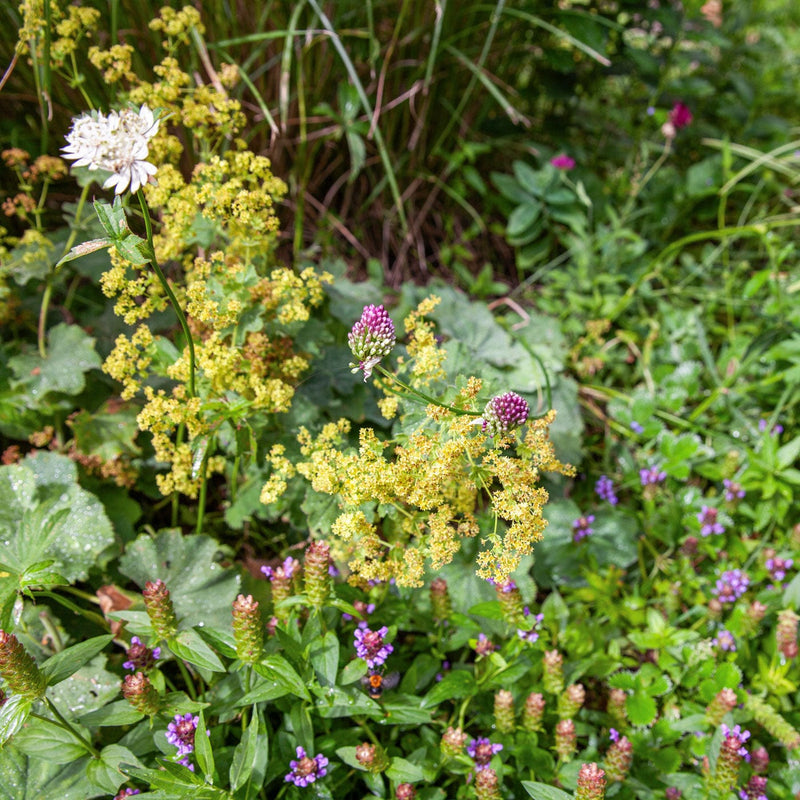 bloembol vroegbloeier Trommelstokje in een border