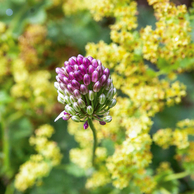 close- up bloembol vroegbloeier Trommelstokje in een border