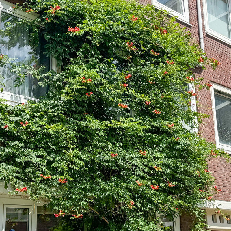 klimplant trompetbloem campsis tagliabuana madame galen tegen een gevel