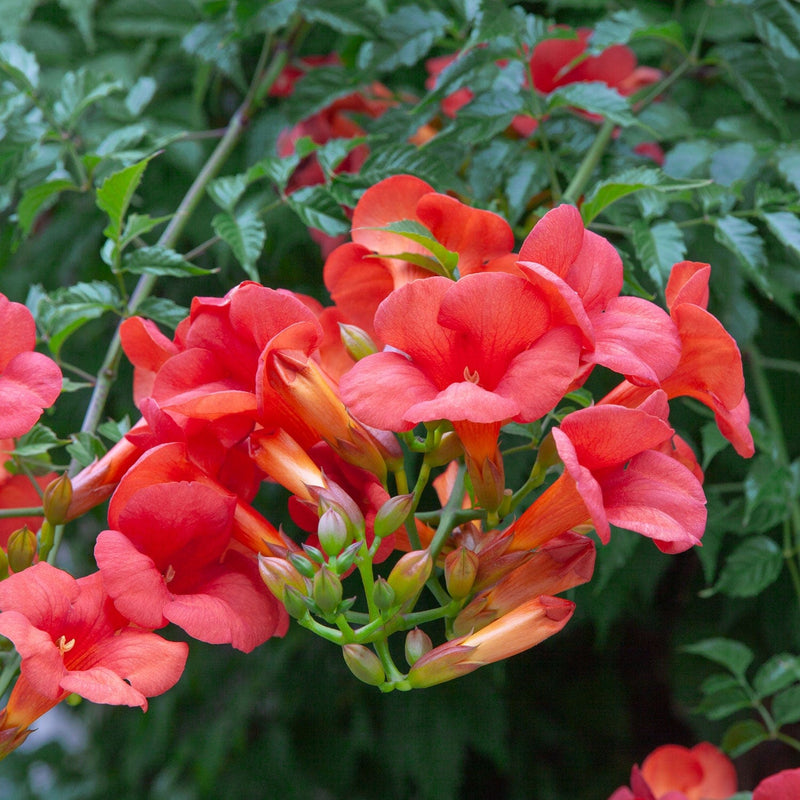 close up klimplant trompetbloem campsis tagliabuana madame galen tegen een gevel