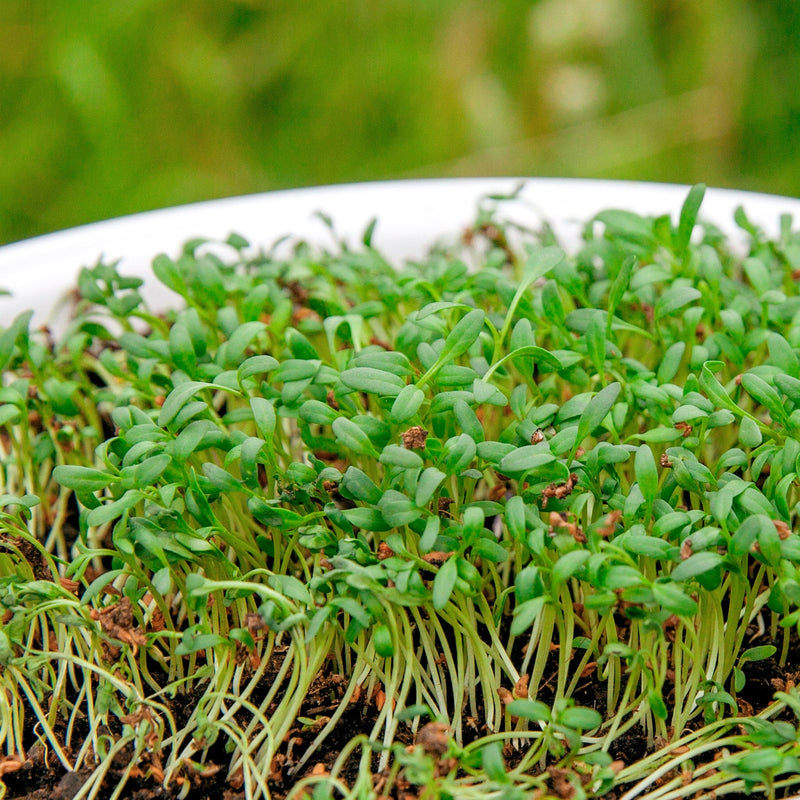 Close up van tuinkers in een bakje, kleine groene blaadjes piepen omhoog op een kleine stengel