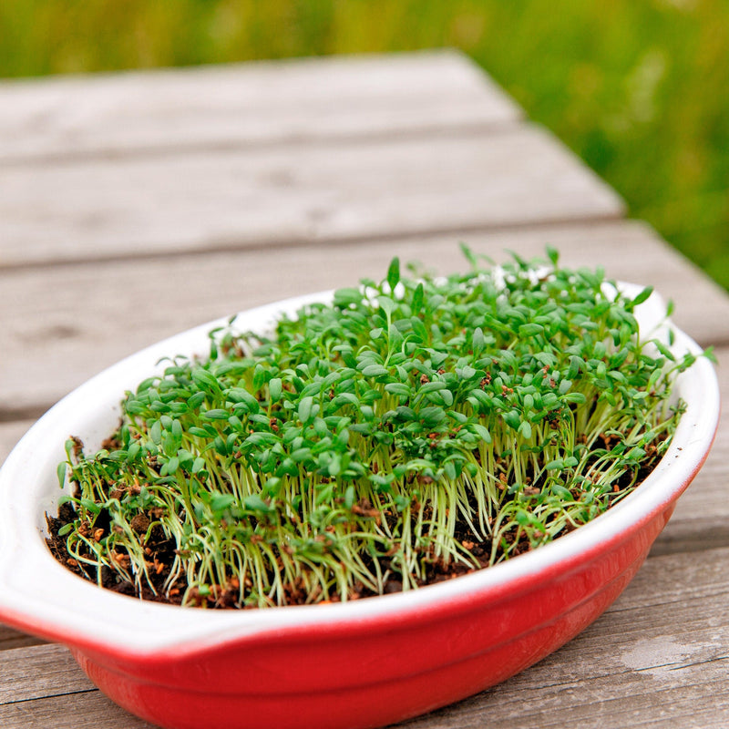 Tuinkers in een bakje, kleine groene blaadjes piepen omhoog op een kleine stengel
