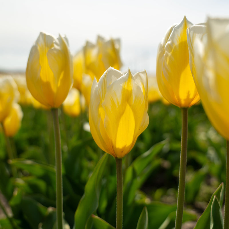 Biologisch gekweekte gele tulpen op lange stelen.