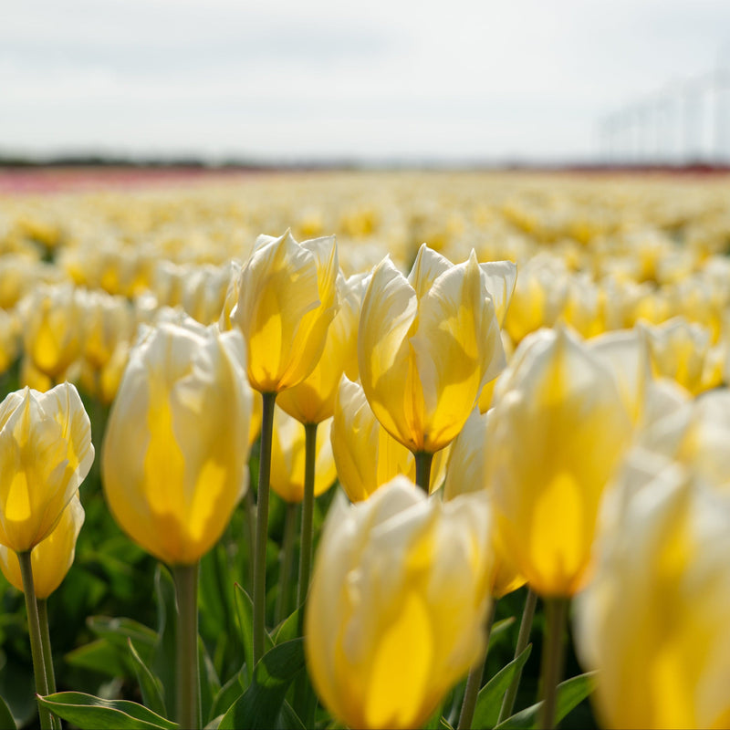 Gele tulpen in het veld gekweekt zonder gif.