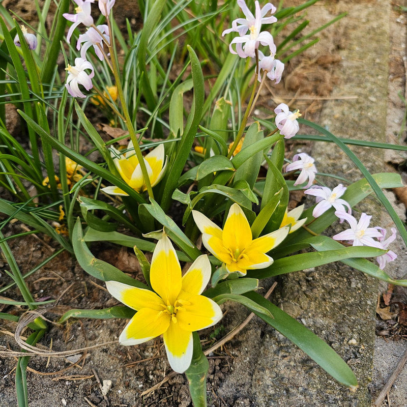 Bloeiende tulp tarda in de tuin met bloeiende sneeuwroem