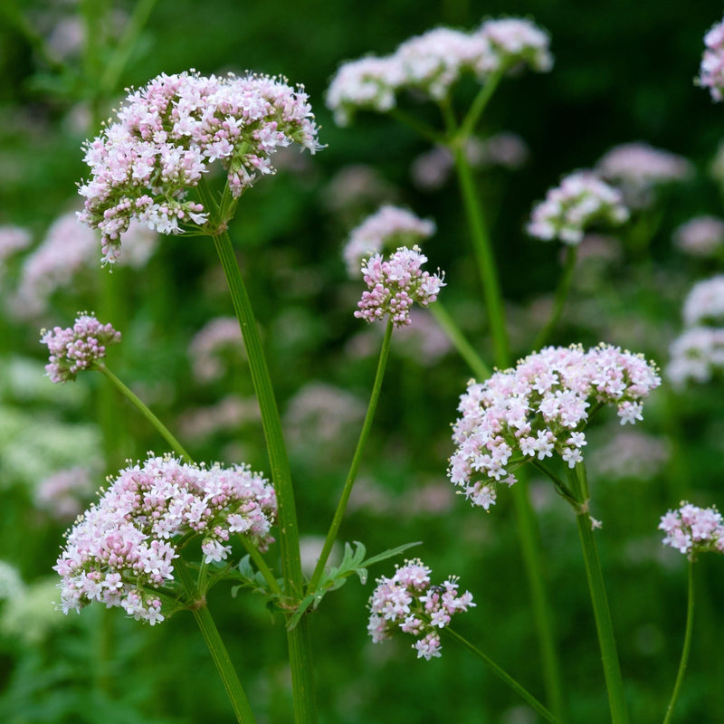 Biologische geteelde inheemse vaste plant  bloeiend met schermbloemen.