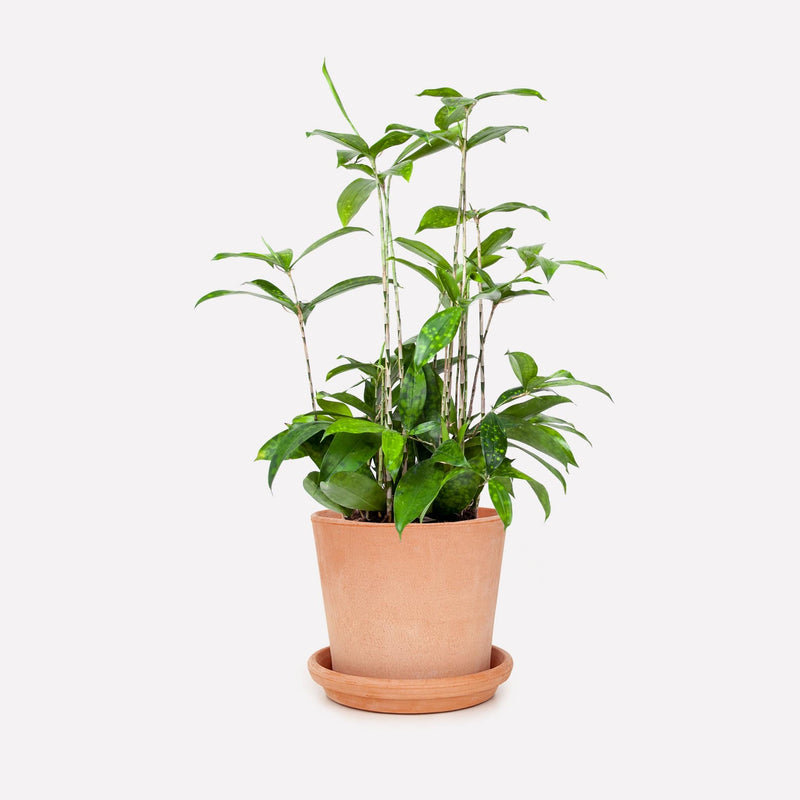 Dracaena surculosa