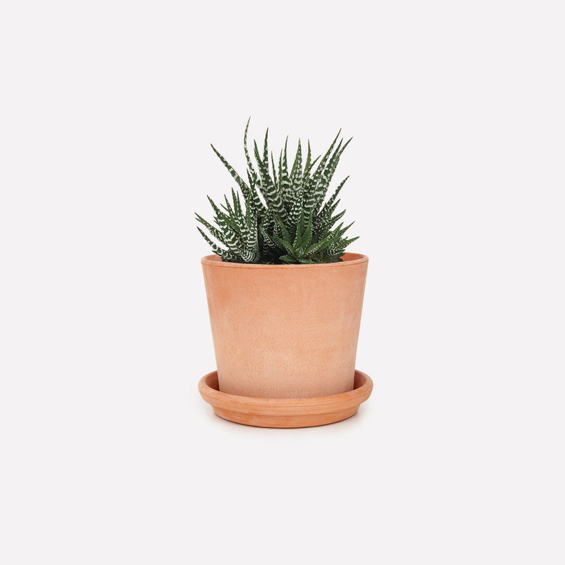 Haworthia Big Band