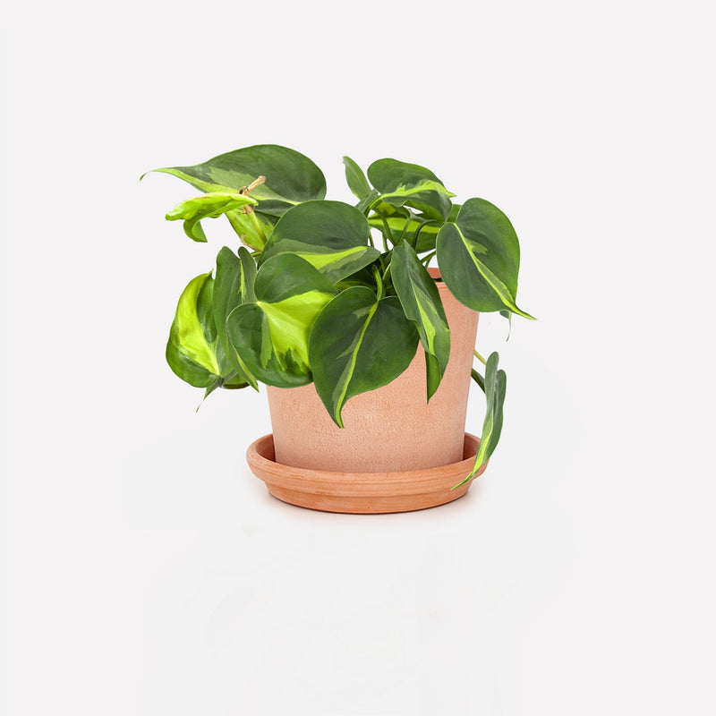 Philodendron scandens Brasil