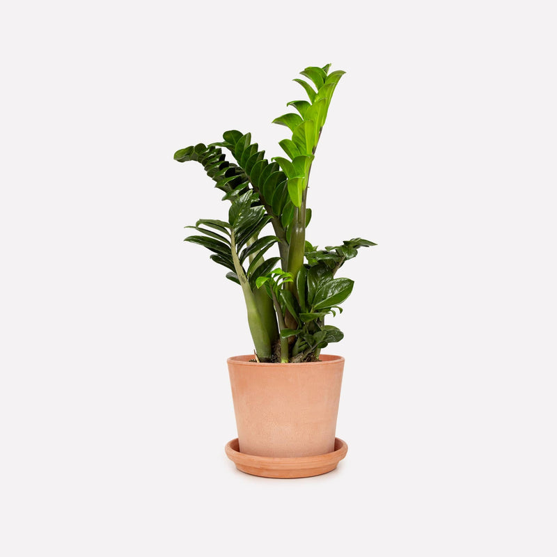 ZZ-Plant