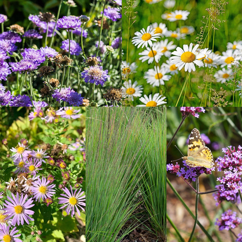 Venloos Vlindertuintje Zon / Half-zon