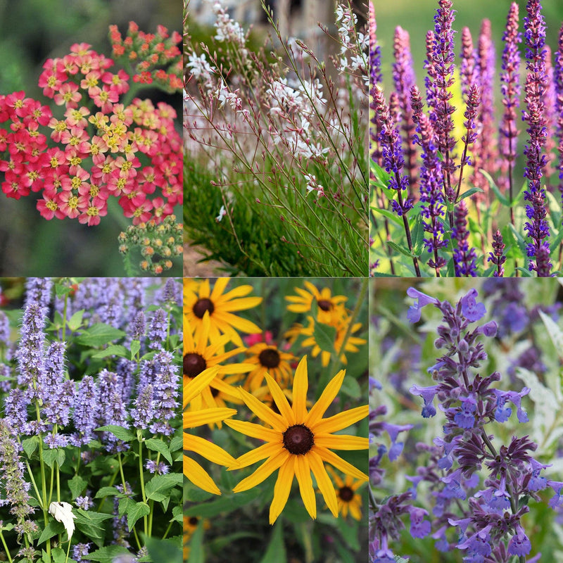 Venloos Bordertuintje Zon / Half-zon