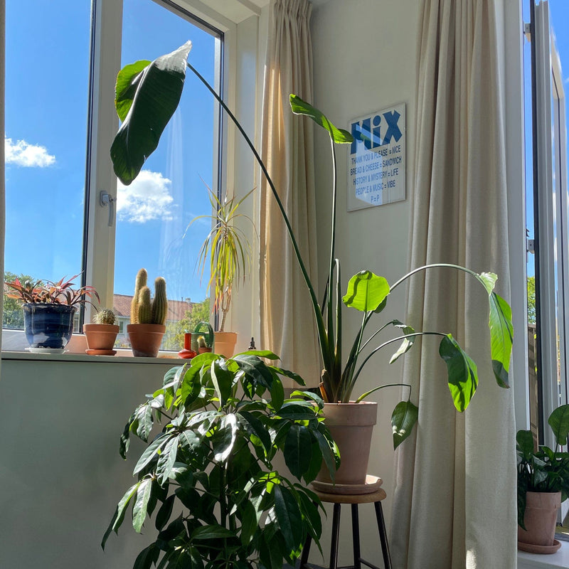 Vingersboom in huiskamer