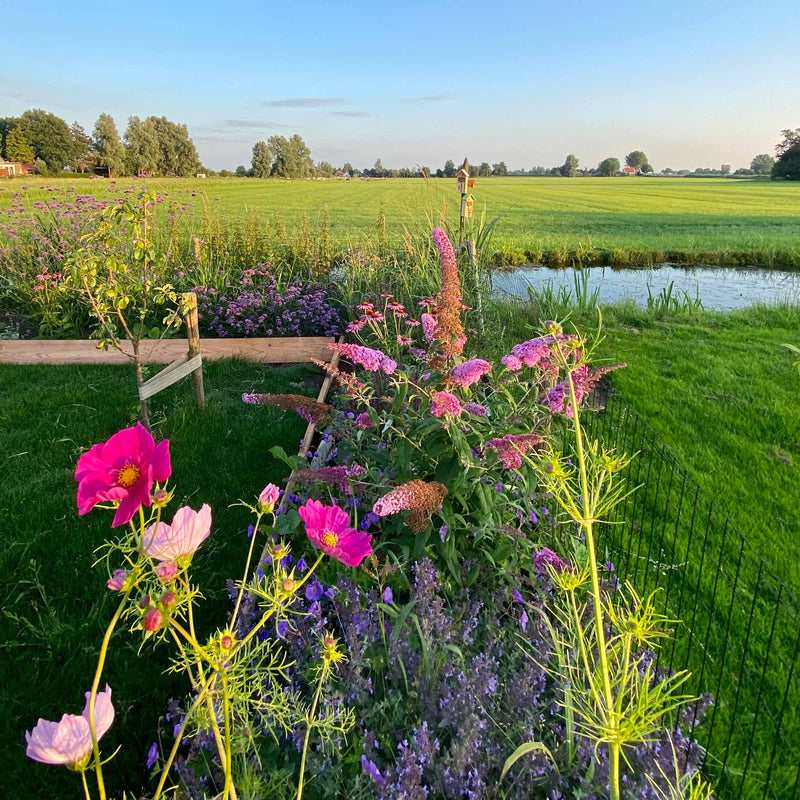 Roze vlinderstruik in tuin
