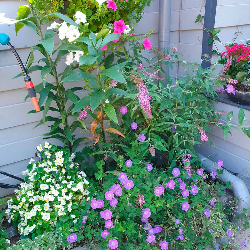 Vlinderstruik in tuin