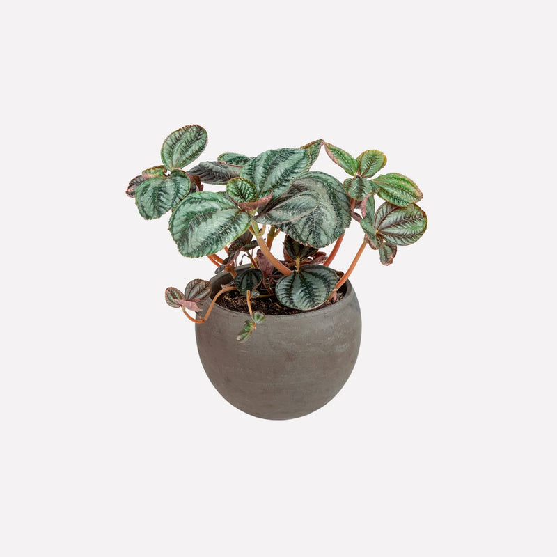 Vriendschapsplant in ronde donkergrijze pot