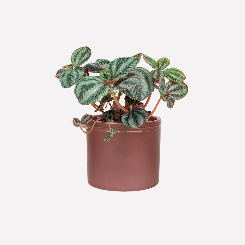 Vriendschapsplant in wijnrode keramieken pot