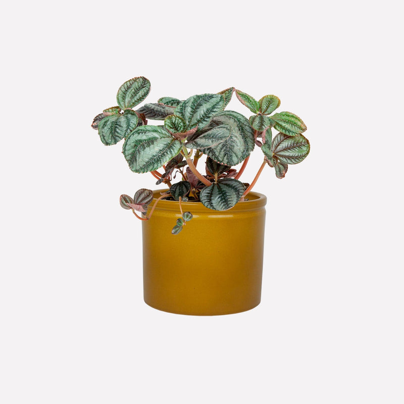 Vriendschapsplant in gele keramieken pot