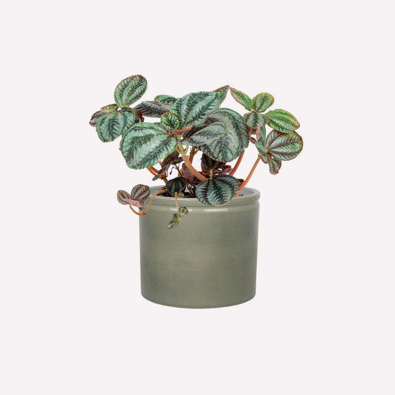 Vriendschapsplant in saliegroene keramieken pot