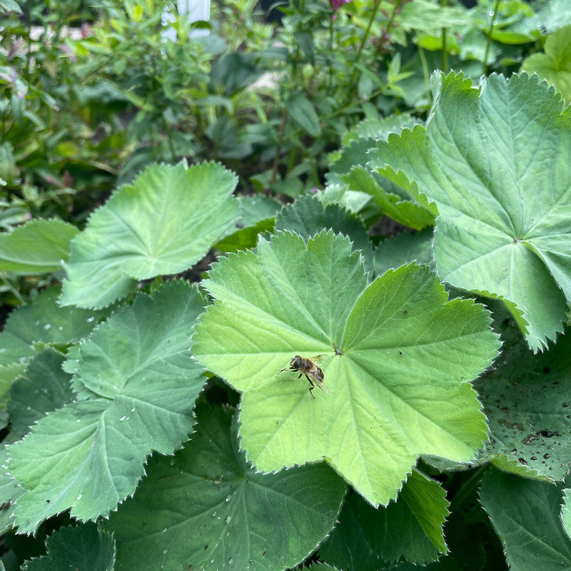Vrouwenmantel met insect