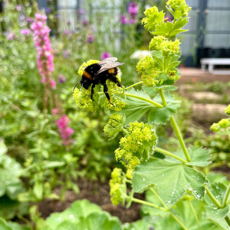 Vrouwenmantel met een hommel op de bloemen