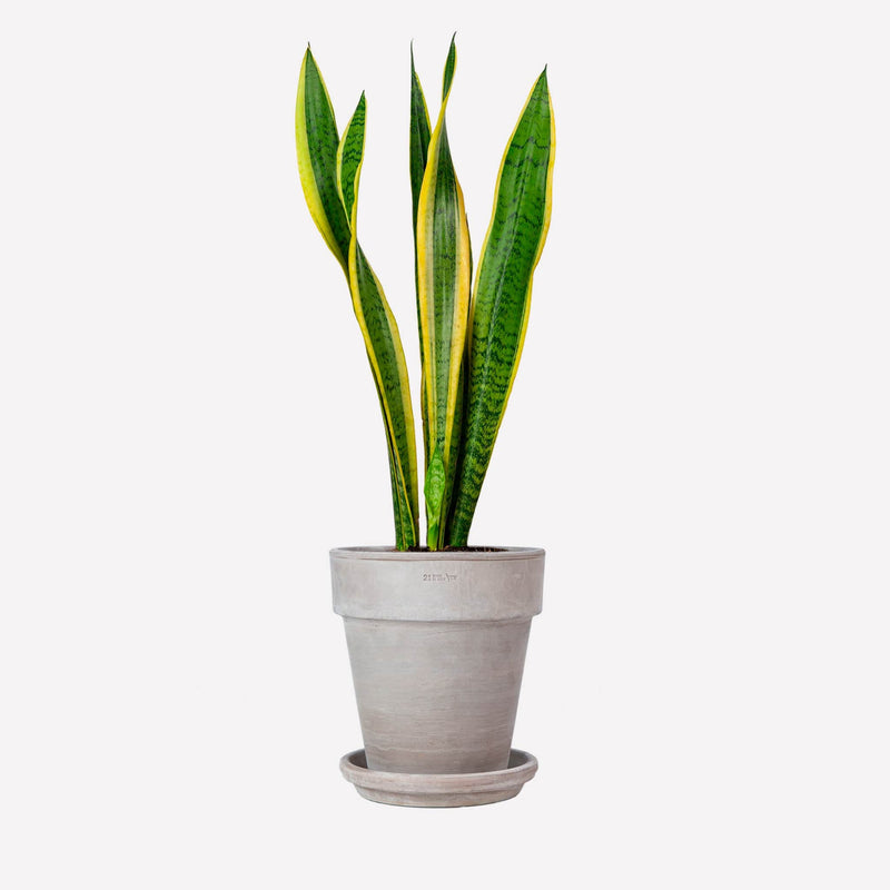 Vrouwentong laurentii in pot 🎁
