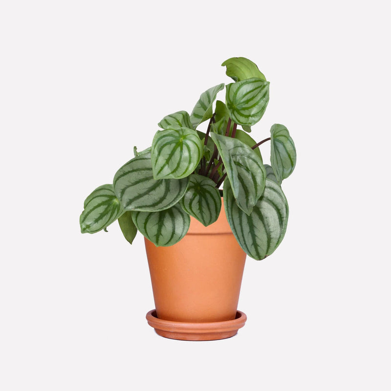 Watermelon Peperomia