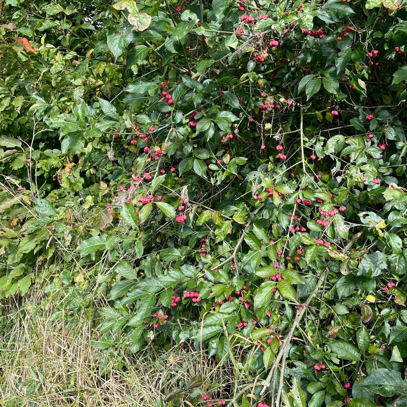 Wilde kardinaalsmuts in de tuin