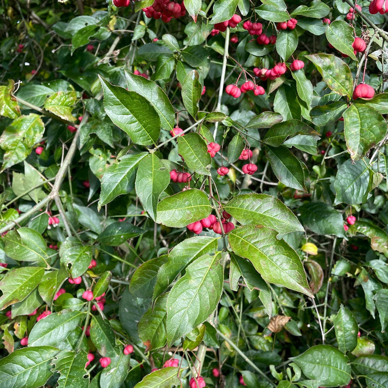 Wilde kardinaalsmuts in de tuin