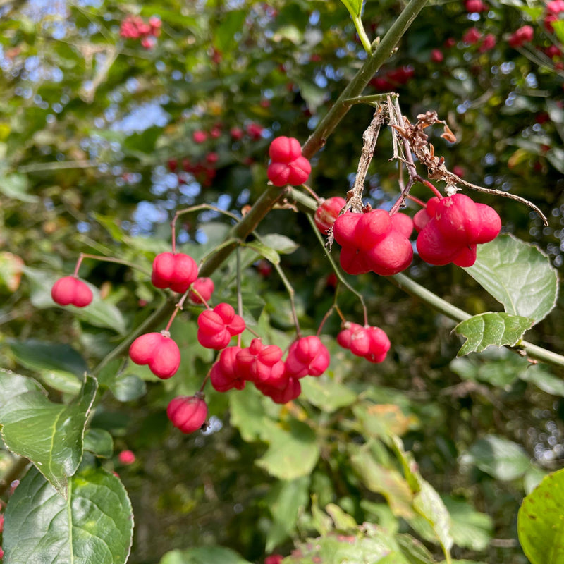 Wilde kardinaalsmuts bes in de tuin