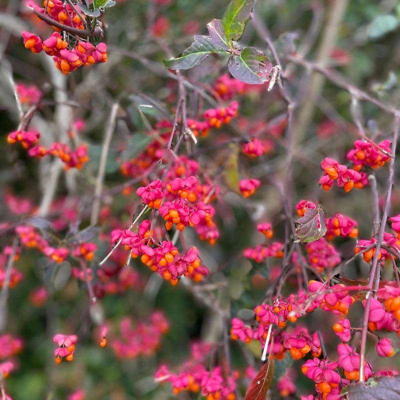 Wilde kardinaalsmuts bes