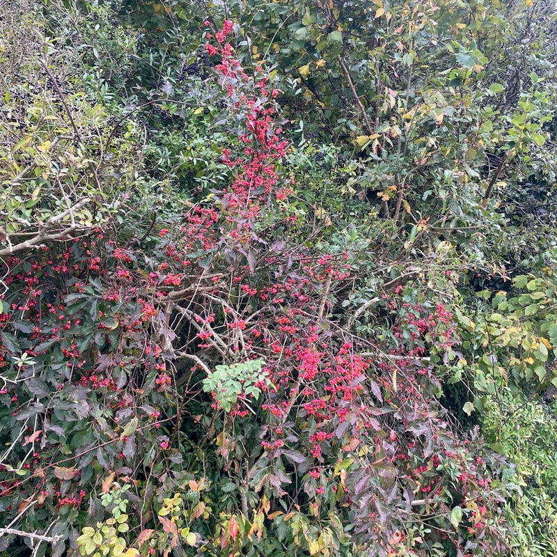 Wilde kardinaalsmuts bes