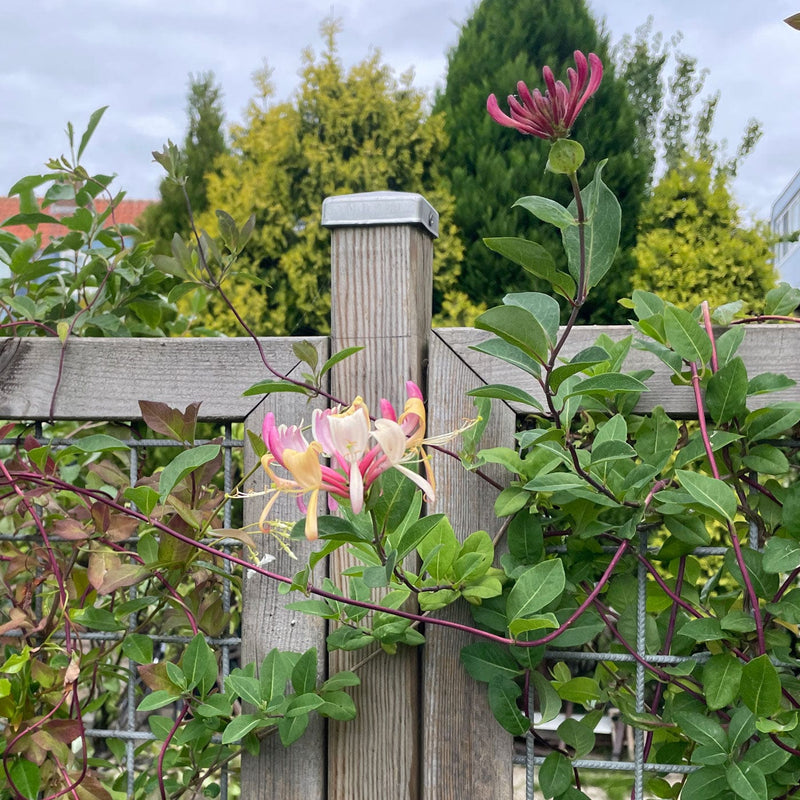 close-up bloem van Klimplant Lonicera periclymenenum wilde kamperfoelie tegen een schutting in een tuin