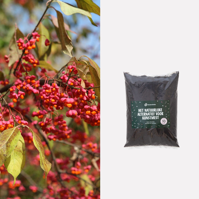 Wilde Kardinaalsmuts