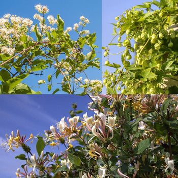 Klimmers Wilde Tuin Klimmers Wilde Tuin