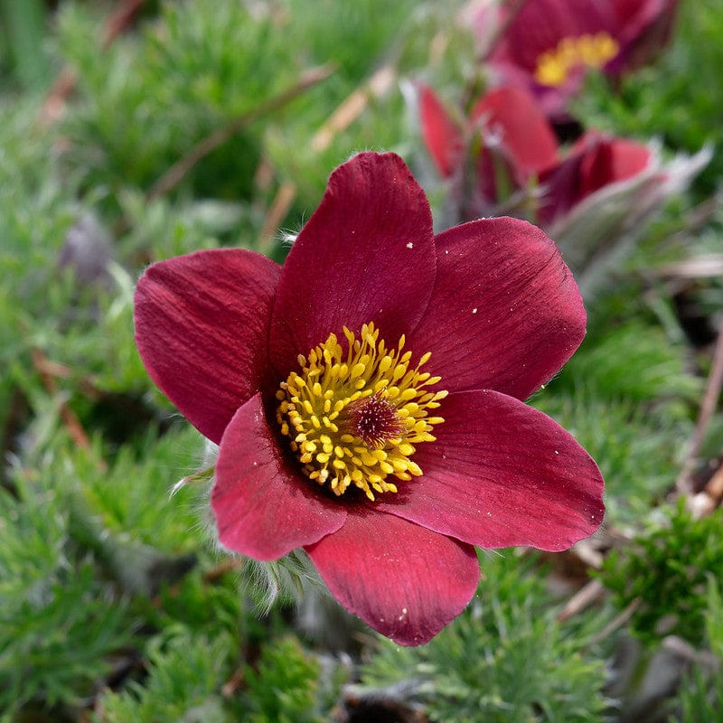 Bloem van biologische pulsatiaria rode klokke in een veld.