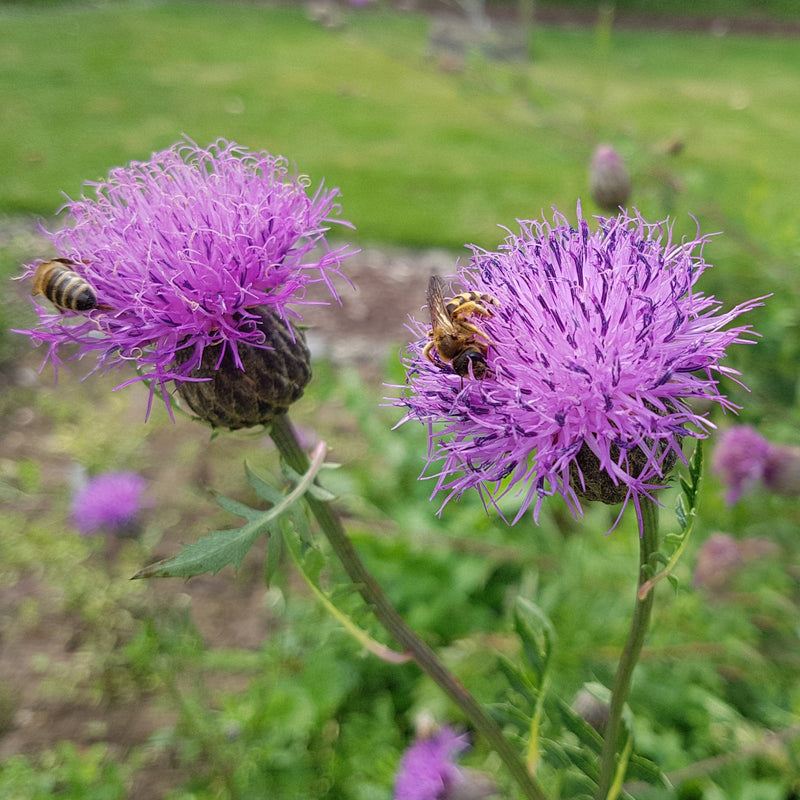 Biologisch geteelde zaagblad, inheems, met bijen.