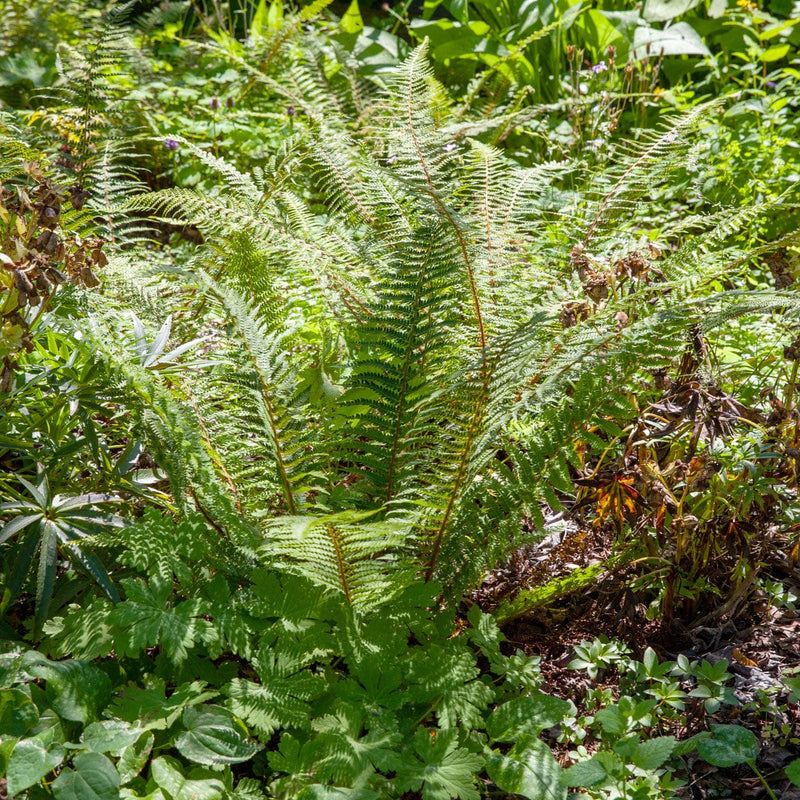 Zachte naaldvaren - 
Polystichum setiferum Herrenhausen close up in een border