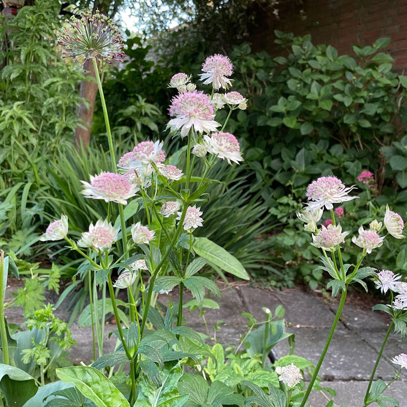 Biologische zeeuws knoopje in bloei in de tuin