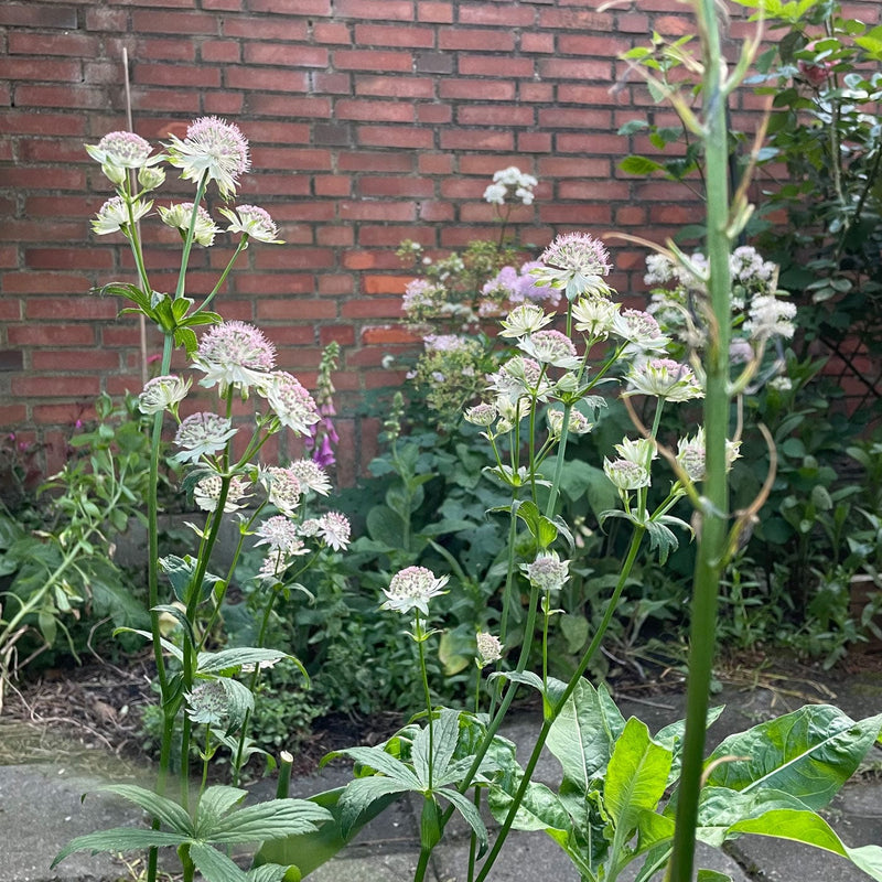 Biologisch zeeuws knoopje in bloei in de tuin
