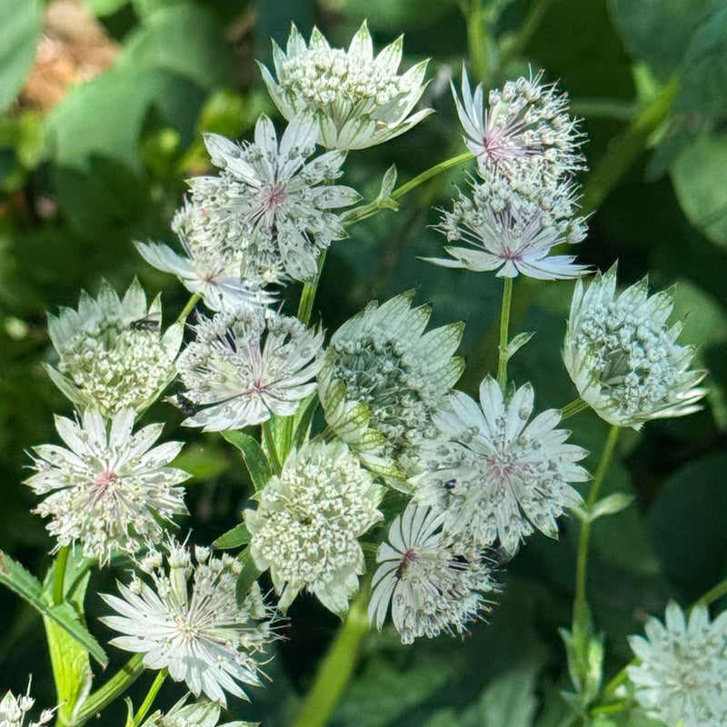 Close-up biologisch zeeuws knoopje met bloeiende witte bloemen