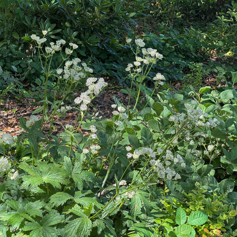 Biologisch zeeuws knoopje met witte bloemen in de tuin